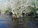 Everglades-58