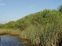 Everglades-65